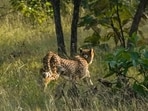 This is the first time cheetahs have been introduced into the reserve.