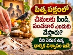 పితృ పక్షంలో చీమలకు పిండి, పంచదార ఎందుకు వేస్తారు? దీని వెనుక ఉన్న ధార్మిక విశ్వాసం ఇదే!(AI)
