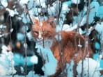 Read more to find out why cats are banned in Svalbard!