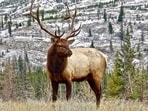 Elk (wapiti) like these arrived in New Zealand as a presidential gift, then mixed with local red deer.