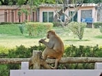 Gram it: A monkey at the Delhi Zoo cools off with an ice cream as the city continues to swelter. The Capital recorded a maximum temperature of 36.8°C at Safdarjung on Tuesday, 2.6 degrees above normal. With winter still a distant wait, humans aren’t the only ones counting down to cooler days. This one seems to have found its own sweet way to beat the heat.