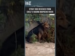 Stray Dog Rescued From Chile’s Raging Mapocho River As Floodwaters Surge