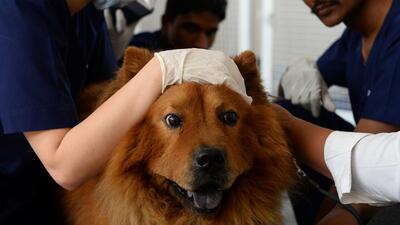In this photograph taken on April 24, 2017, Indian vets examine dog Muffin at the Renalvet clinic for animals in New Delhi. Acupuncture, blood filtration, kidney cleanses -- no procedure is out of the question for the cats and dogs of Delhi's well heeled, who fork out big at five-star veterinary clinics to keep their pets healthy. / AFP PHOTO / SAJJAD HUSSAIN / TO GO WITH: India-animals-health-lifestyle, by Abhaya SRIVASTAVA (AFP) In this photograph taken on April 24, 2017, Indian vets examine dog Muffin at the Renalvet clinic for animals in New Delhi. Acupuncture, blood filtration, kidney cleanses -- no procedure is out of the question for the cats and dogs of Delhi's well heeled, who fork out big at five-star veterinary clinics to keep their pets healthy. / AFP PHOTO / SAJJAD HUSSAIN / TO GO WITH: India-animals-health-lifestyle, by Abhaya SRIVASTAVA (AFP)