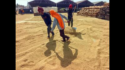 Kataruchak assured that the Punjab government will procure every single grain of the crop and no one will be allowed to bring paddy from other states into Punjab’s mandis. (HT)