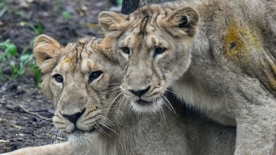The feline was later rescued and shifted to an animal care centre, Assistant Conservator of Forests M K Barot said. (Representational Image/PTI) The feline was later rescued and shifted to an animal care centre, Assistant Conservator of Forests M K Barot said. (Representational Image/PTI)