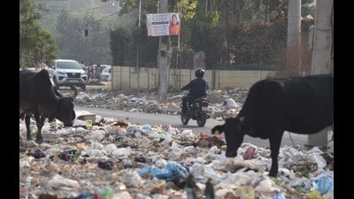 The highest number of challans — 8,231 — were issued for the use of banned plastic, totalling  ₹59.82 lakh in fines. (HT)