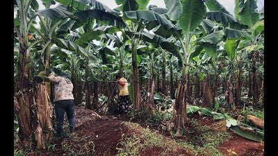 The scanty rainfall in September affected the quality. (HT)