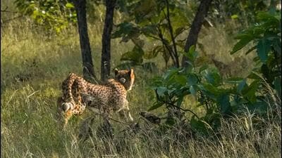This is the first time cheetahs have been introduced into the reserve. This is the first time cheetahs have been introduced into the reserve.