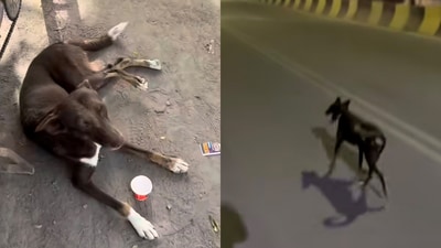 A dog joins a group of runners for a 38-km run. (Instagram/@itszzprathamm) A dog joins a group of runners for a 38-km run. (Instagram/@itszzprathamm)