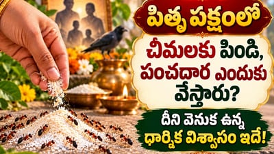 పితృ పక్షంలో చీమలకు పిండి, పంచదార ఎందుకు వేస్తారు? దీని వెనుక ఉన్న ధార్మిక విశ్వాసం ఇదే! (AI)