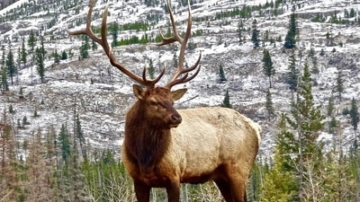 Elk (wapiti) like these arrived in New Zealand as a presidential gift, then mixed with local red deer. (Representational/Pixabay) Elk (wapiti) like these arrived in New Zealand as a presidential gift, then mixed with local red deer. (Representational/Pixabay)
