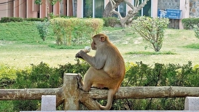 Gram it: A monkey at the Delhi Zoo cools off with an ice cream as the city continues to swelter. The Capital recorded a maximum temperature of 36.8°C at Safdarjung on Tuesday, 2.6 degrees above normal. With winter still a distant wait, humans aren’t the only ones counting down to cooler days. This one seems to have found its own sweet way to beat the heat. (Photo: Anurag Mehra/HT)