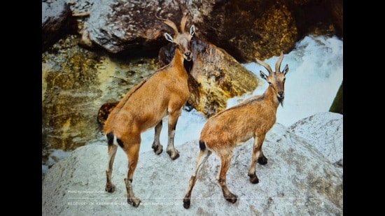 The Markhor, or Capra falconeri, is the world’s largest wild goat and is native to Central Asia. The flare-horned subspecies, Capra falconeri cashmiriensis, known as the Pir Panjal or Kashmir Markhor, is found only in Jammu and Kashmir in India. (HT File)