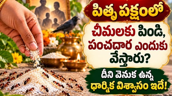 పితృ పక్షంలో చీమలకు పిండి, పంచదార ఎందుకు వేస్తారు? దీని వెనుక ఉన్న ధార్మిక విశ్వాసం ఇదే! (AI)