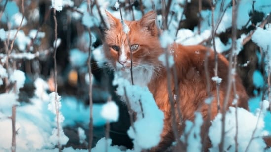 Read more to find out why cats are banned in Svalbard!