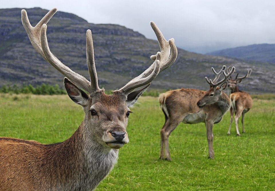 Red deer and wapiti interbred, producing animals that were hard to classify as game, pest, or livestock. (Wikimedia Commons) Red deer and wapiti interbred, producing animals that were hard to classify as game, pest, or livestock. (Wikimedia Commons)