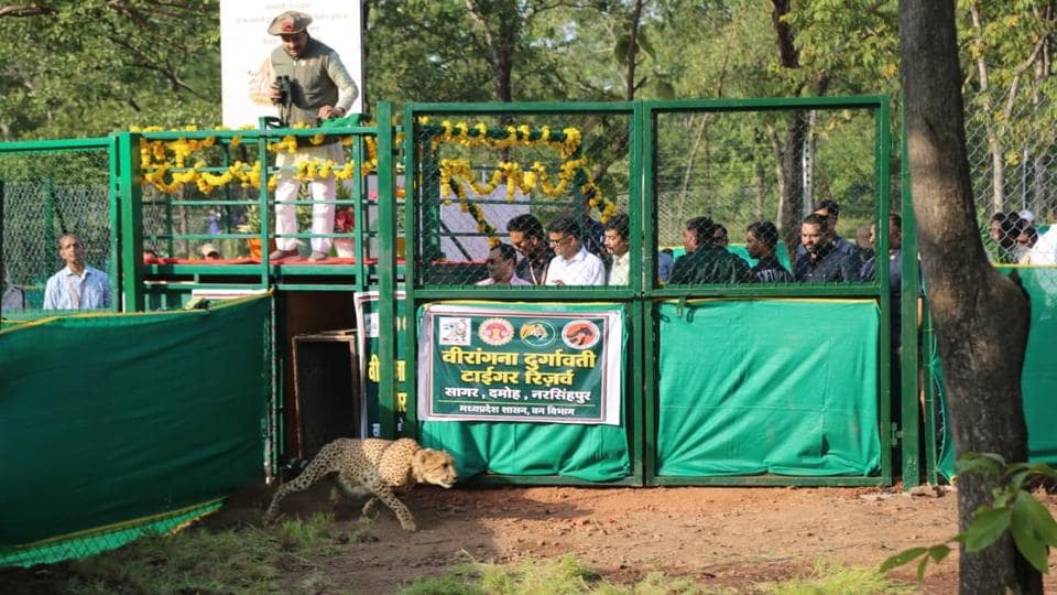 “I am releasing two cheetahs today, but next month we will bring two more,” the CM said “I am releasing two cheetahs today, but next month we will bring two more,” the CM said