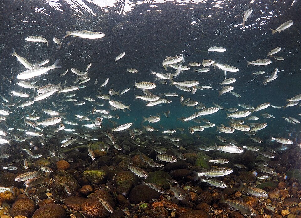 A run of juvenile Chinook salmon, the fish at the center of Delta marsh research. (Wikimedia Commons)