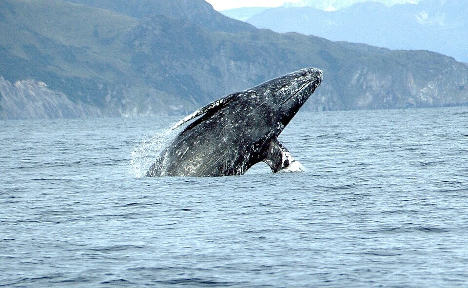 A gray whale, the species that migrates each winter to Mexico's Laguna San Ignacio to give birth. (Wikimedia Commons) A gray whale, the species that migrates each winter to Mexico's Laguna San Ignacio to give birth. (Wikimedia Commons)