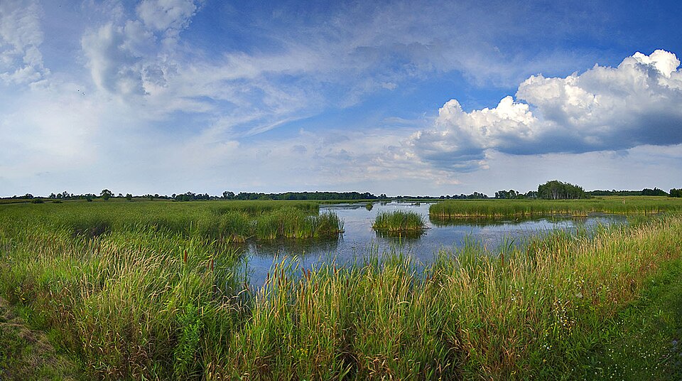 Horicon Marsh in Wisconsin, a wetland that was once drained and abandoned and is now protected. (Wikimedia Commons)