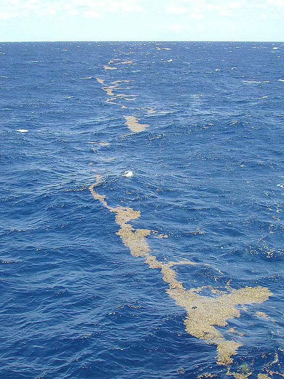 Floating Sargassum gives the Sargasso Sea its name, and its mats are a nursery for sea life. (Wikimedia Commons) Floating Sargassum gives the Sargasso Sea its name, and its mats are a nursery for sea life. (Wikimedia Commons)