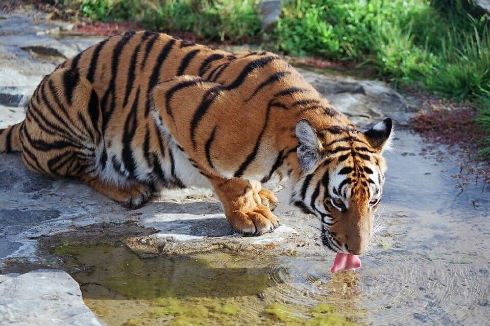 Captive-born South China tigers are the only stock available for any future reintroduction. (Wikimedia Commons) Captive-born South China tigers are the only stock available for any future reintroduction. (Wikimedia Commons)