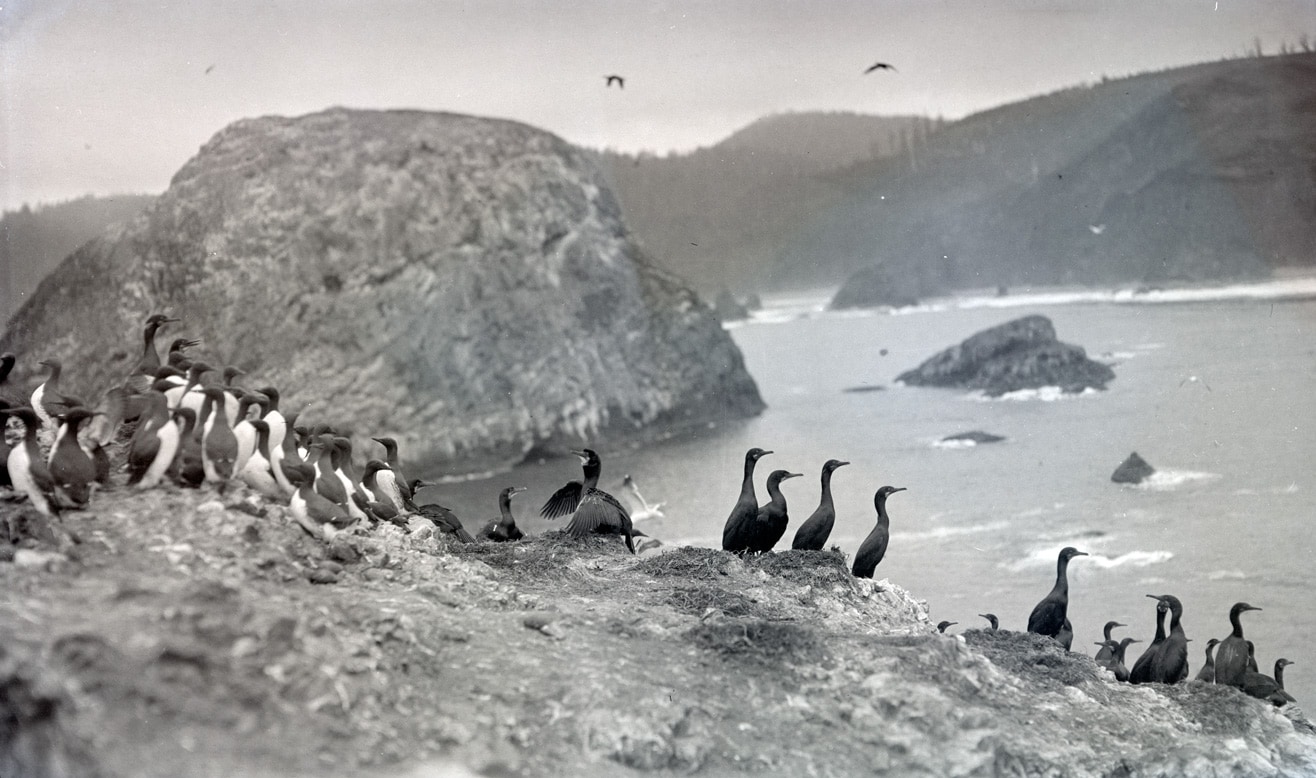 A flock of cormorants and murres perched on the rocks and Three Arch Rocks near Oceanside, Oregon, 1912. (William L. Finley/OHS Research Library) A flock of cormorants and murres perched on the rocks and Three Arch Rocks near Oceanside, Oregon, 1912. (William L. Finley/OHS Research Library)