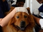 In this photograph taken on April 24, 2017, Indian vets examine dog Muffin at the Renalvet clinic for animals in New Delhi. Acupuncture, blood filtration, kidney cleanses -- no procedure is out of the question for the cats and dogs of Delhi's well heeled, who fork out big at five-star veterinary clinics to keep their pets healthy. / AFP PHOTO / SAJJAD HUSSAIN / TO GO WITH: India-animals-health-lifestyle, by Abhaya SRIVASTAVA (AFP)