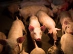 Introduced to New Zealand in the 18th century, pigs spread through trade and established wild populations. Research in South Fiordland found repeated soil disturbance and predation on stag beetles, but little effect on seedling growth or soil microbes. Researchers say more study is needed to assess risks to native animals.