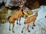 The Markhor, or Capra falconeri, is the world’s largest wild goat and is native to Central Asia. The flare-horned subspecies, Capra falconeri cashmiriensis, known as the Pir Panjal or Kashmir Markhor, is found only in Jammu and Kashmir in India. (HT File)