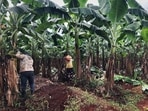 The scanty rainfall in September affected the quality. (HT)