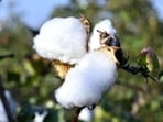The spread of HTBt comes as India struggles with declining cotton production. (HT Photo/Representative)