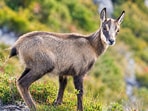 A gift from an emperor, now a grazer in the Southern Alps.