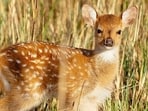 Eight axis deer arrived in 1868; their descendants now number about 60,000.