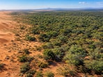Planted to fight desertification, mathenge now spreads across Kenya's drylands.