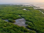 Smooth cordgrass was introduced to China's coast in 1979 to turn tidal flats into dry land. It has since spread widely.(AI-generated/ChatGPT)