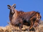 The Himalayan tahr: A gift that changed New Zealand's mountains.