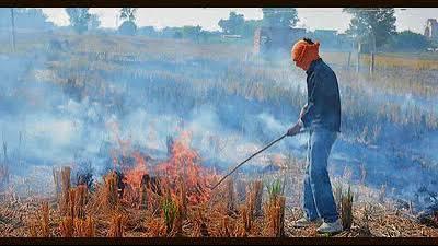 The fresh cases have come amid the ongoing paddy harvesting season, with Amritsar and Tarn Taran emerging as the biggest hotspots. (HT File) The fresh cases have come amid the ongoing paddy harvesting season, with Amritsar and Tarn Taran emerging as the biggest hotspots. (HT File)