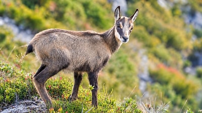 A gift from an emperor, now a grazer in the Southern Alps. (Wikimedia Commons) A gift from an emperor, now a grazer in the Southern Alps. (Wikimedia Commons)