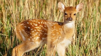 Eight axis deer arrived in 1868; their descendants now number about 60,000. (Wikimedia Commons) Eight axis deer arrived in 1868; their descendants now number about 60,000. (Wikimedia Commons)