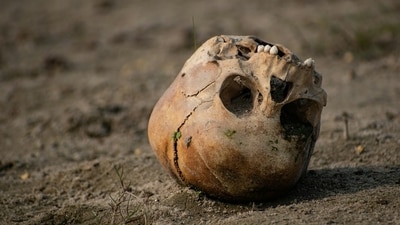 A piece of skull, believed to be human, was found close to where Nancy Guthrie was reportedly kidnapped from. Image for representational purposes. (Unsplash) A piece of skull, believed to be human, was found close to where Nancy Guthrie was reportedly kidnapped from. Image for representational purposes. (Unsplash)