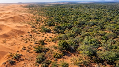 Planted to fight desertification, mathenge now spreads across Kenya's drylands. (AI-generated/ChatGPT) Planted to fight desertification, mathenge now spreads across Kenya's drylands. (AI-generated/ChatGPT)