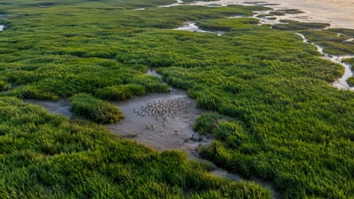Smooth cordgrass was introduced to China's coast in 1979 to turn tidal flats into dry land. It has since spread widely. (AI-generated/ChatGPT)