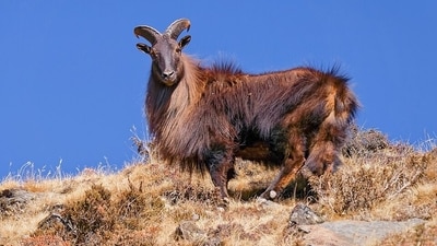 The Himalayan tahr: A gift that changed New Zealand's mountains. (Wikimedia Commons)