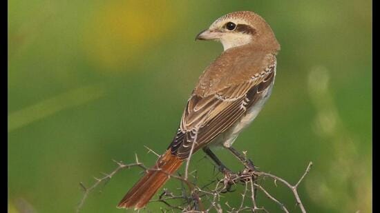 A red-tailed shrike at Pong lake in Himachal Pradesh.