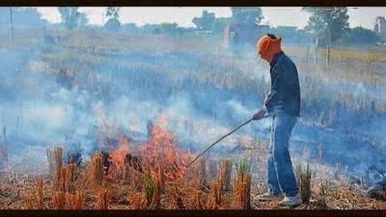 The fresh cases have come amid the ongoing paddy harvesting season, with Amritsar and Tarn Taran emerging as the biggest hotspots. (HT File)