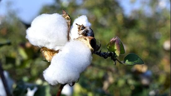 The spread of HTBt comes as India struggles with declining cotton production. (HT Photo/Representative)