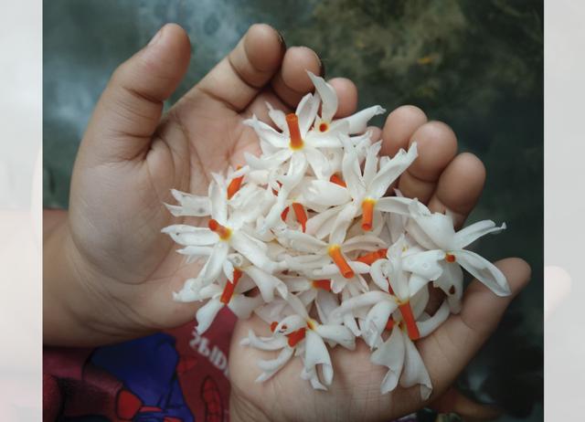 The blooming of the shiuli flowers heralds the arrival of Pujo. (ADOBE STOCK) The blooming of the shiuli flowers heralds the arrival of Pujo. (ADOBE STOCK)