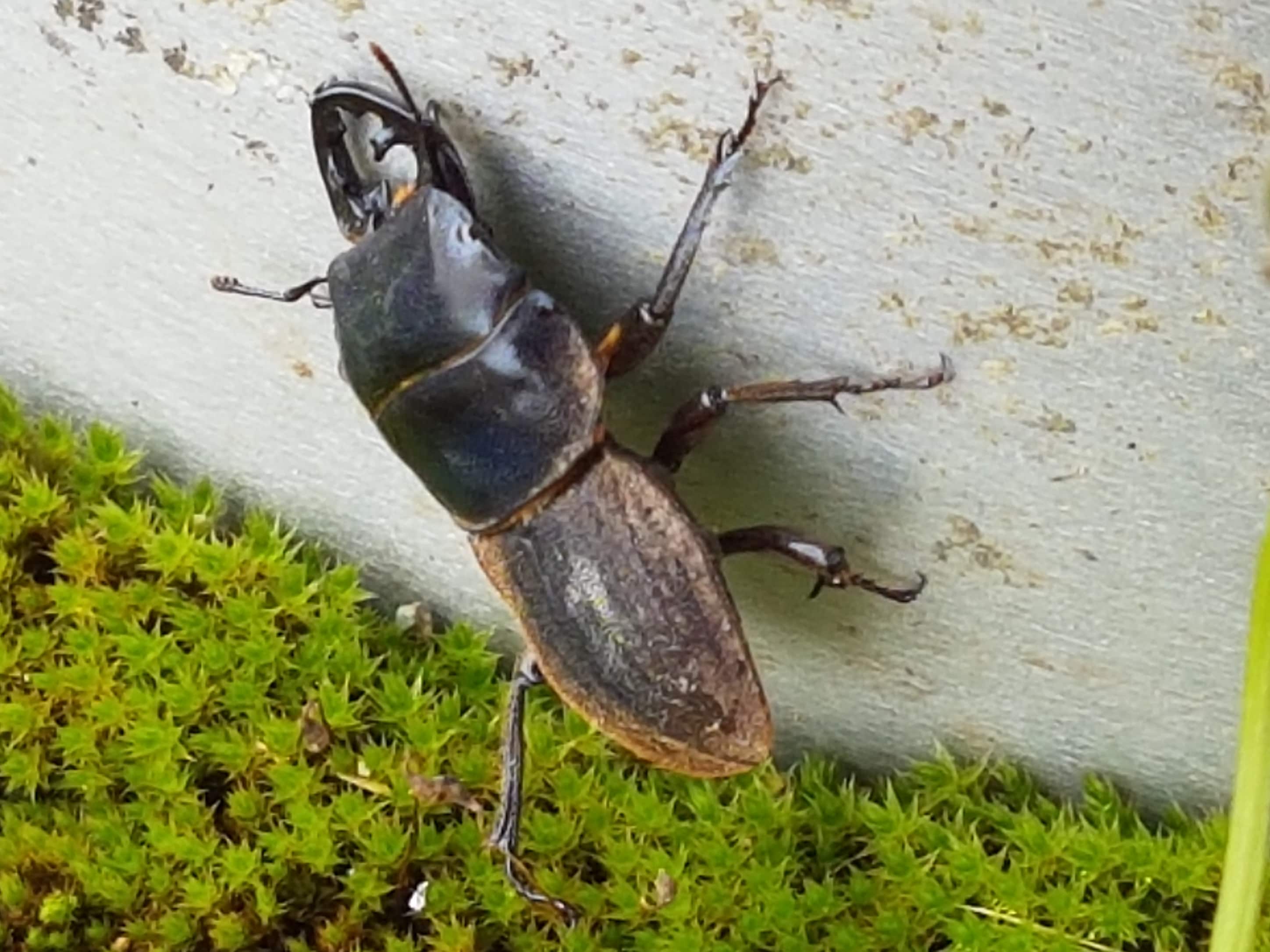 A 2015 study in South Fiordland found that wild pigs disturbed forest soil and ate stag beetles, but had limited or neutral effects on seedling regeneration and soil life. Researchers said more work is needed to assess impacts on native invertebrates and whether pig numbers should be controlled. (Wikimedia Commons)