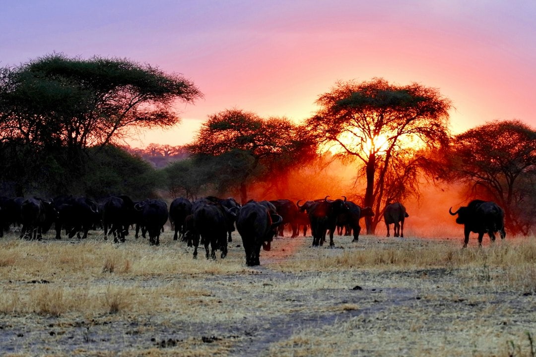 A safari can form the centrepiece of the trip, followed by time in Cape Town or the Winelands for a change of pace. (Unsplash) A safari can form the centrepiece of the trip, followed by time in Cape Town or the Winelands for a change of pace. (Unsplash)